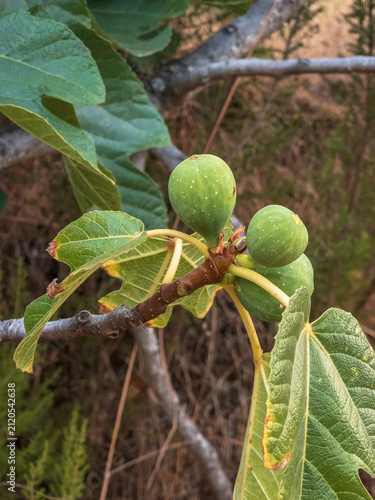 Close-up of unripe green figs growing on a fig tree branch with lush leaves in natural light, highlighting the beauty of Mediterranean fruit cultivation and botanical detail.