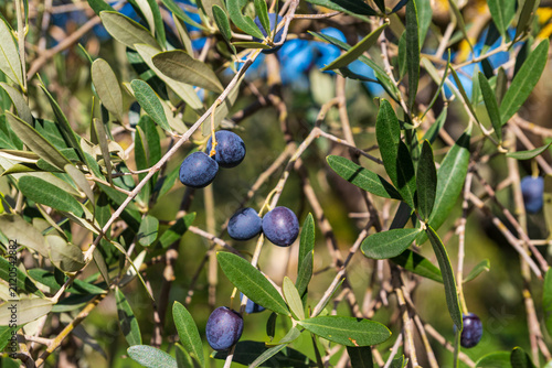 Bild auf Leinwand Ripe black olives on the branch of tree