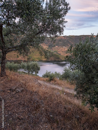 Idyllic view of the Tua River surrounded by vineyards, olive trees and rugged hills in São Mamede de Ribatua, Alijó, Portugal, at sunset.