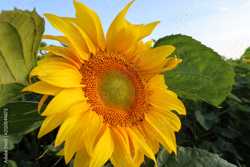 Foto A lush sunflower head in close-up reveals the intricate texture of golden petals and seeds
