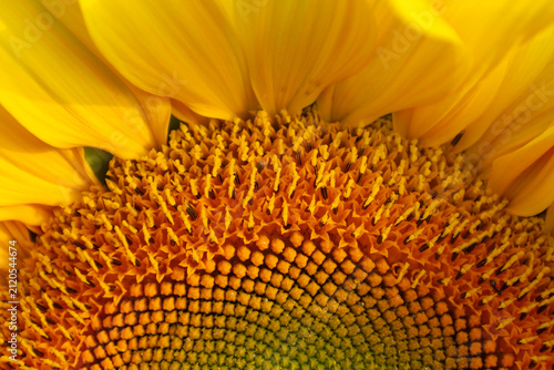 Fotografie An extreme macro shot of a sunflower center displays an impressive geometric pattern of seeds and stamens