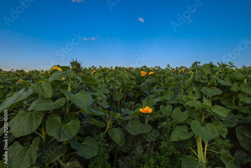 Canvastavla A dense sunflower field with rich green foliage stretches under a bright blue evening sky