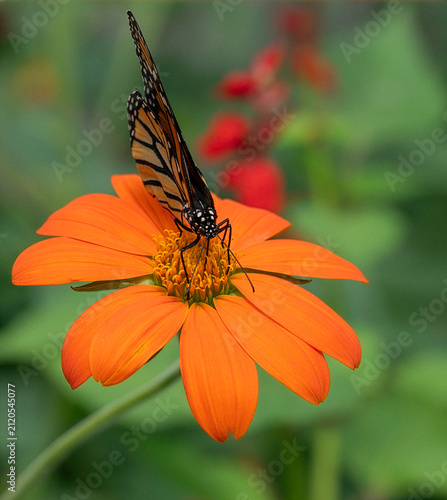Monarch Butterfly