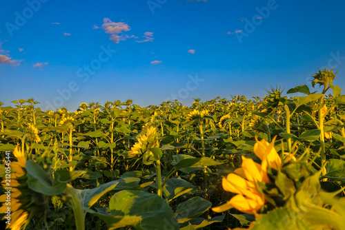 Obraz na plátně An endless sunflower field stretches under a vivid blue evening sky with light clouds
