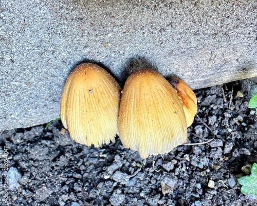 Overhead closeup of two yellow mushrooms growing beside rough concrete and gravel with textured caps