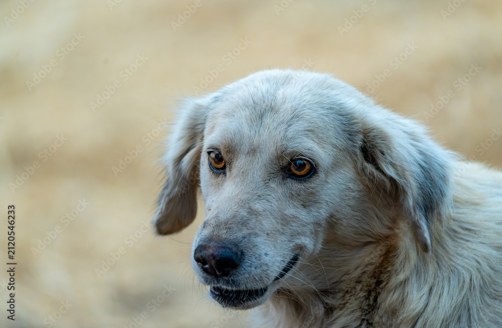 Obraz premium Side profile close-up of an Indian Pariah dog against a creamy bokeh background
