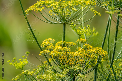 Fotografie Macro shot of yellow fennel flower umbels blooming in bright natural sunlight