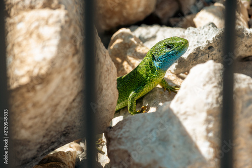 Фотография A green lizard on white stones.