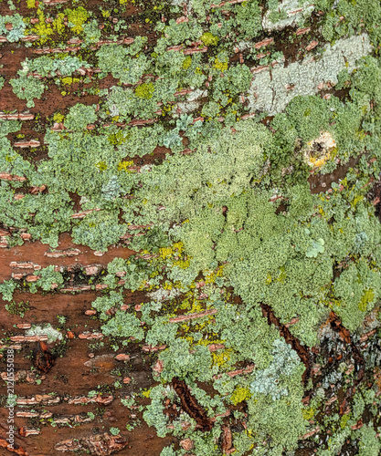 Fotografie Closeup tree moss