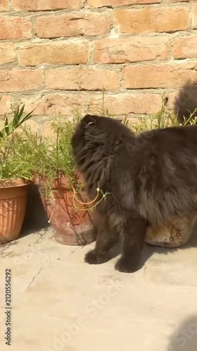 Brown cat walking near potted plants