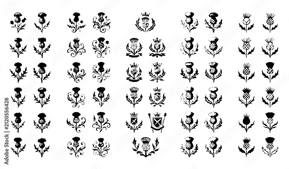 Fototapeta premium Decorative Black Thistle Silhouette Mega Set with Botanical Floral Vector Icons