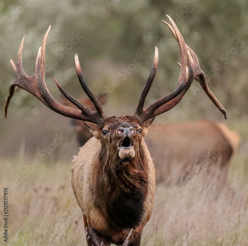 Magnificent Elk Bull Bugling During Fall Rut 