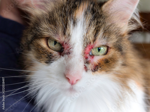 Close-Up of Domestic Cat with Severe Skin Allergy Irritation and Lesions Around Eyes