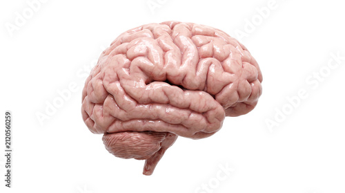 Canvastavla Side Profile of a Detailed Human Brain Showing Cerebral Lobes and Cerebellum