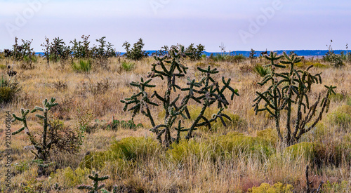 Oklahoma, USA: Cylindropuntia imbricata (tree cholla, walking stick cholla) cacti growing in an arid grassland landscape.