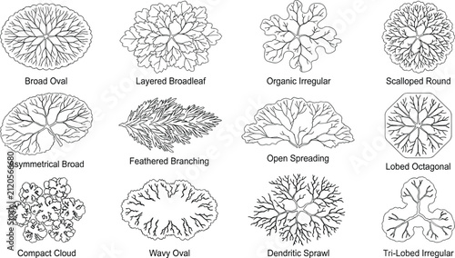 Tree Canopy CAD Symbols Collection with Top View Landscape Architecture Vector Outline Set