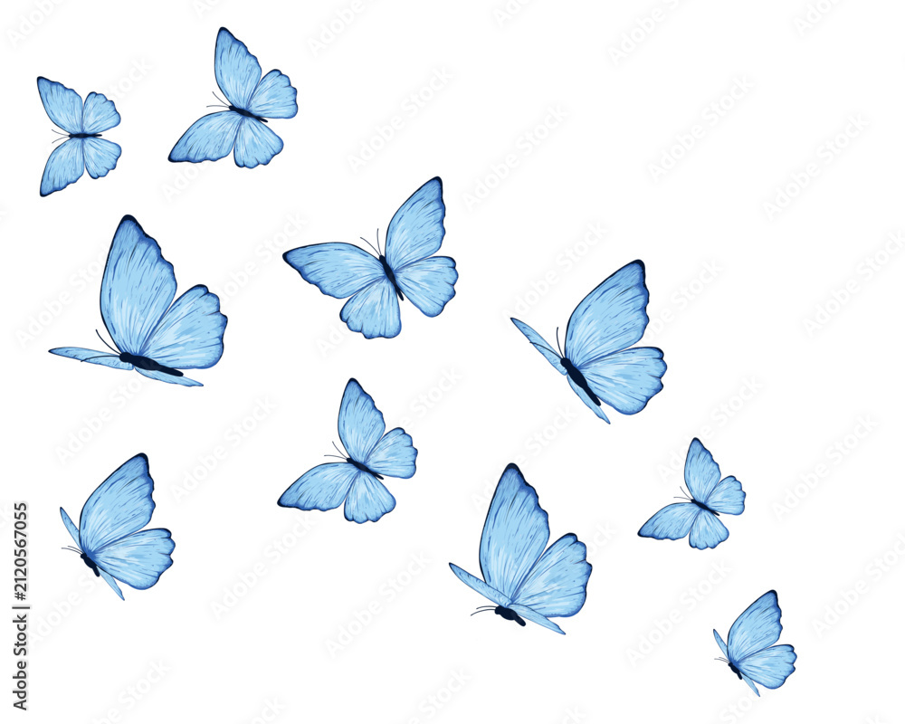 Fototapeta premium set of vector butterflies blue