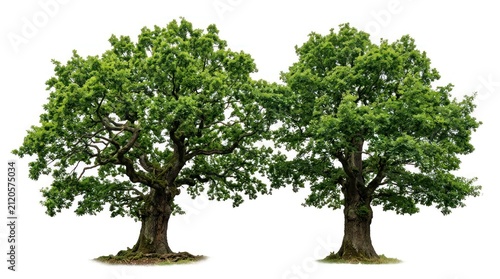 Two Majestic Oak Trees Standing Tall Against a White Background.