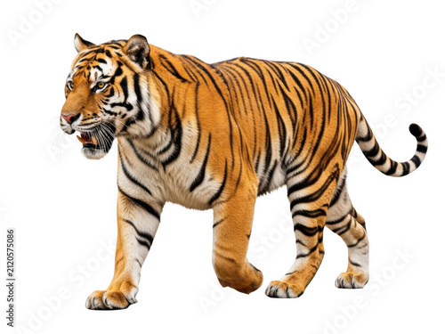 A majestic tiger walking forward looking to the side