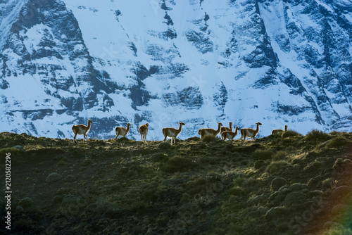 Guanacos grazing,Torres del Paine National Park, Patagonia, Chile.