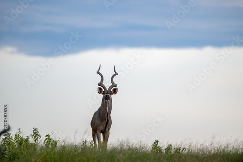 фотографія Greater kudu with mud on its antlers near the shore of Chobe River
