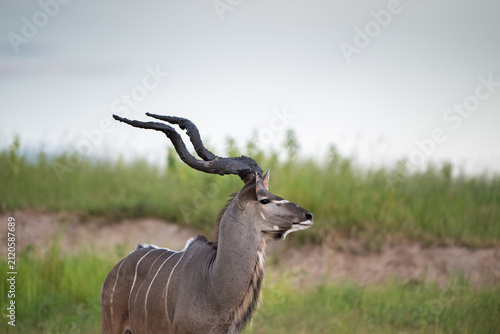 Принти на полотні Greater kudu with mud on its antlers near the shore of Chobe River