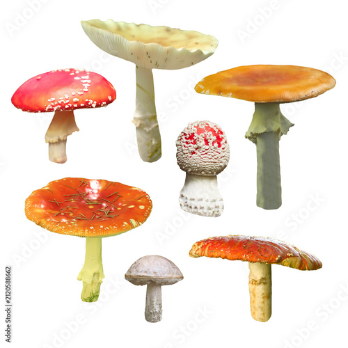 Different inedible mushrooms isolated on white, set