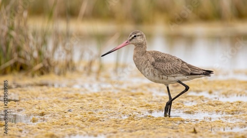 Black-tailed Godwit (Limosa limosa) Foraging in a Wetland – Elegant Migratory Shorebird