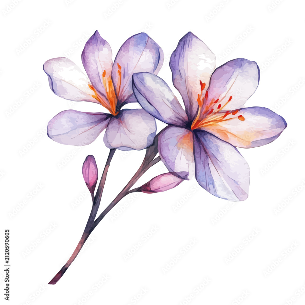 Fototapeta premium Saffron Branch, cute watercolor illustration with intricate patterns and vibrant splashes, isolated on a white background.