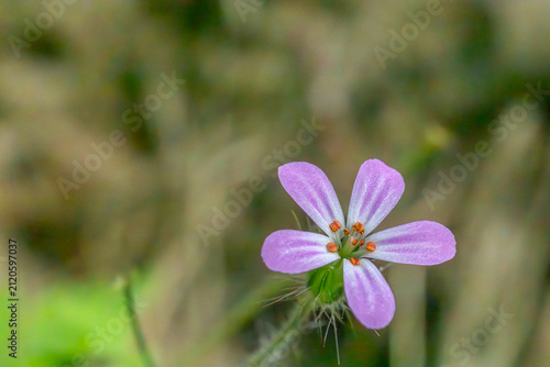 Photography A detailed macro photo of a single Herb Robert (Geranium robertianum) flower