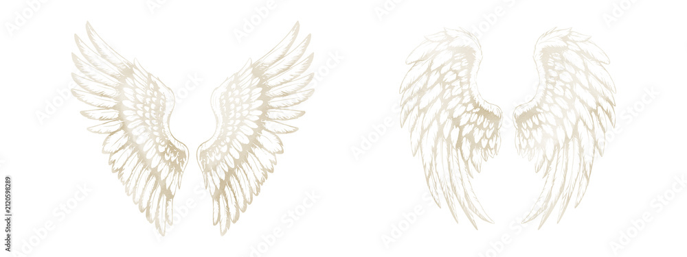 Fototapeta premium Wings of a hawk or eagle, sketch. Watercolor illustration. A set of bird wings with feathers standing out on a white background. Mystical wings of an angel or a griffin