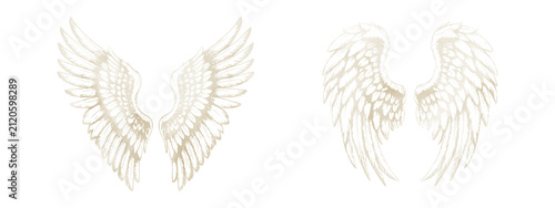 Canvastavla Wings of a hawk or eagle, sketch