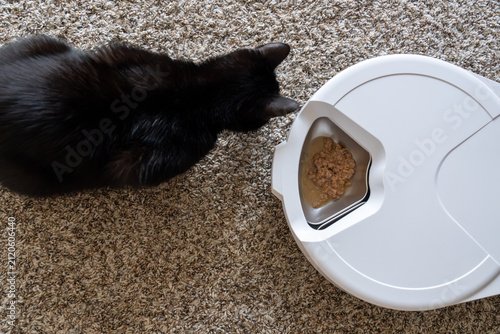 Canvas Print Black and white cat sitting beside an automatic pet feeder with wet food