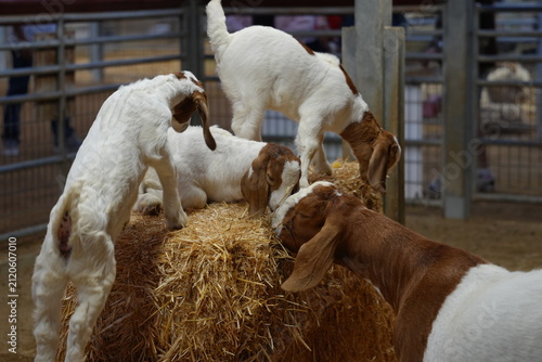 Fotografía Baby goats standing on a bail of hay at the farm