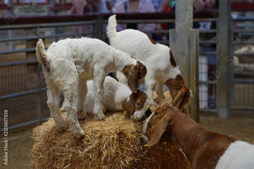 Фотография Baby goats standing on a bail of hay at the farm