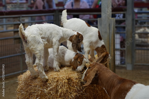 Canvas Print Baby goats standing on a bail of hay at the farm