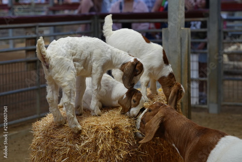 Фотография Baby goats standing on a bail of hay at the farm