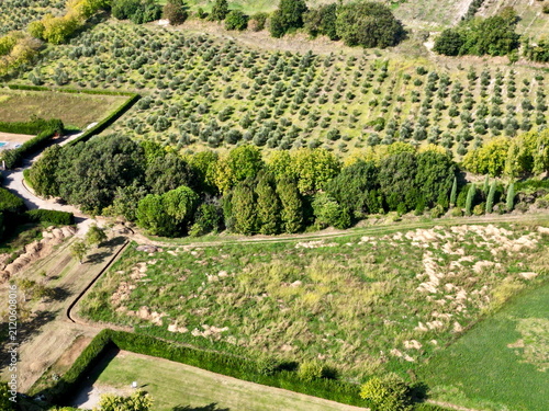 Cuadro en lienzo Aerial top view of olive grove plantation and green hedges in Italy for backgrou