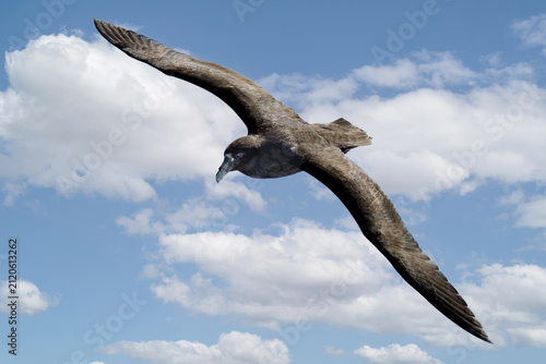 Cuadro en lienzo Southern Giant Petrel