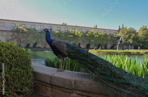 A peacock stands beside the pond in the elegant Waldstein Garden, surrounded by lush greenery, fountains, sculptures, and historic Baroque architecture