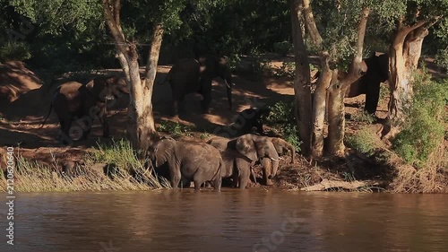 Small group of African bush elephants drinking and mud bathing in riverside scenery in Greater Kruger National park, South Africa ; Specie Loxodonta africana family of Elephantidae