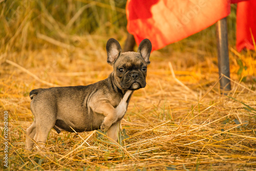 Little fawn French Bulldog puppy stands outdoors on dry straw during golden hour. Small flat-faced companion dog breeds include Pug, Boston Terrier, and English Bulldog.
