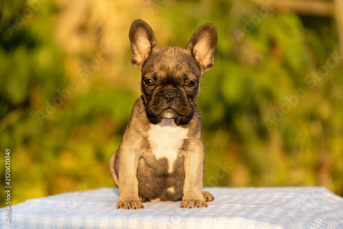 Small fawn French Bulldog puppy sits on a blue tablecloth in warm golden light. Flat-faced companion pets like Pug, Boston Terrier, and English Bulldog share similar features.