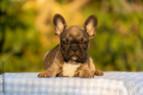 Adorable fawn French Bulldog puppy lies comfortably on a blue tablecloth outdoors. Brachycephalic small dog breeds such as Pug, Boston Terrier, and English Bulldog make great pets.