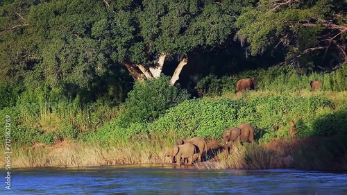 Small group of African bush elephants drinking in riverside lush scenery in Greater Kruger National park, South Africa ; Specie Loxodonta africana family of Elephantidae