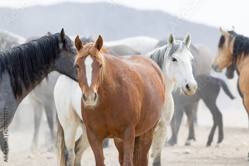 Foto Wild Horses in the West Desert of Utah, Onaqui herd