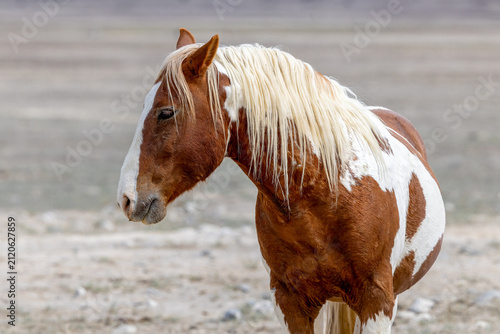 Wild Horses in the West Desert of Utah, Onaqui herd
