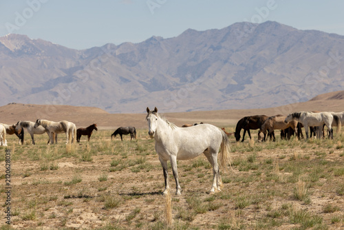 Fotografía Wild Horses in the West Desert of Utah, Onaqui herd