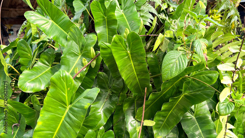 Quadro su tela Lush Green Philodendron Burle Marx Leaves in Tropical Garden