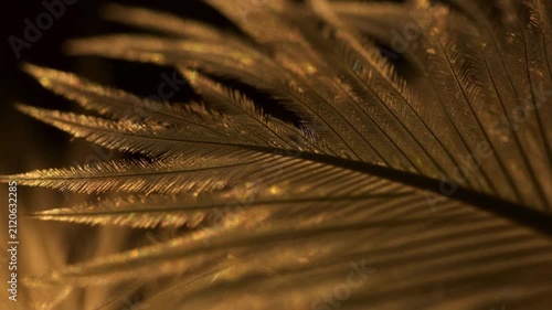 Macro Golden Feather Close Up on Dark Background